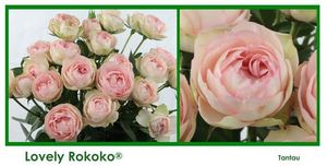 ROSE BR. LOVELY ROKOKO 50